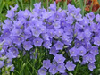 Dzwonek brzoskwiniolistny Blue Campanula persicifolia P9