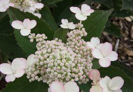 Hortensja bukietowa Early Harry PBR Hydrangea paniculata P9