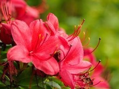 Azalia wielkokwiatowa Karminduft Rhododendron viscosum C4