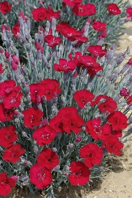 Goździk siny Rubin Dianthus gratianopolitanus P9