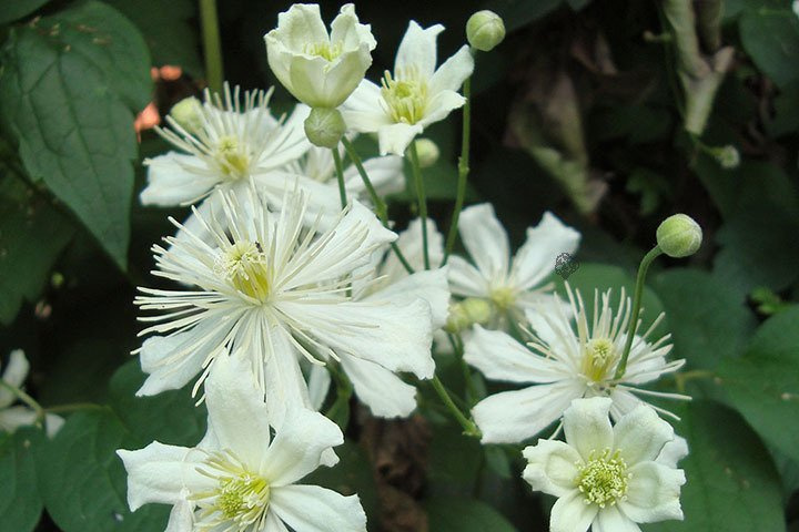 Powojnik pnący Paul Farges Clematis C2