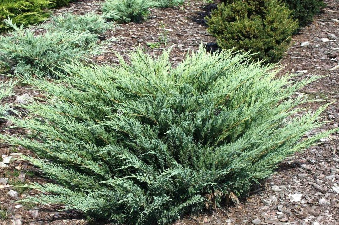 Jałowiec sabiński Glauca Juniperus sabina C5