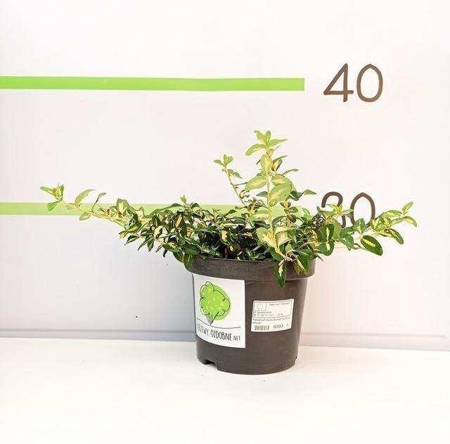 Trzmielina Fortune'a Sunspot Euonymus fortunei C2