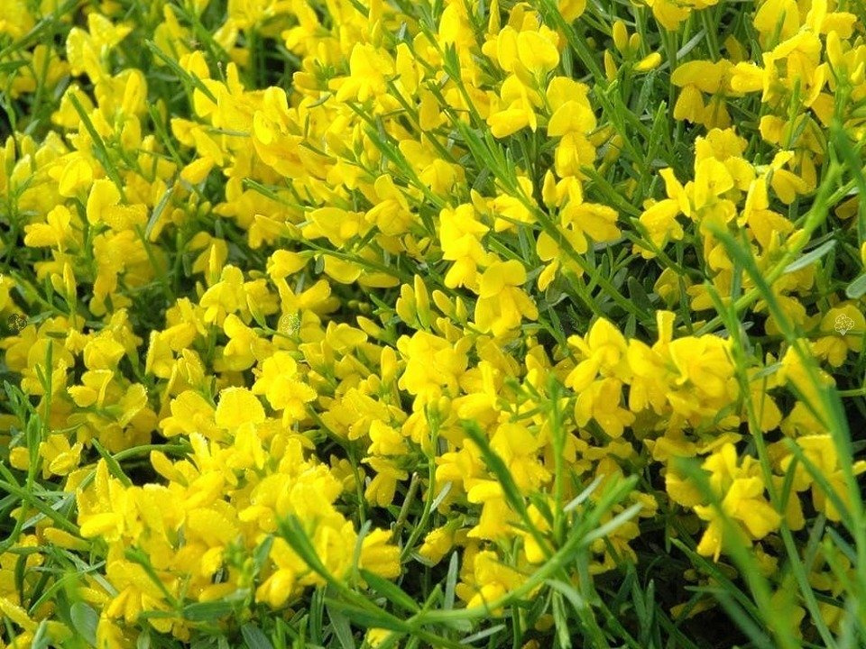 Janowiec lidyjski Genista lydia C3