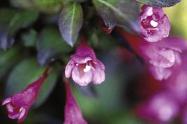 Krzewuszka cudowna Tango Weigela P9