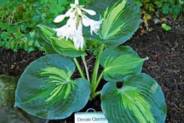 Funkia Dream Queen Hosta C2
