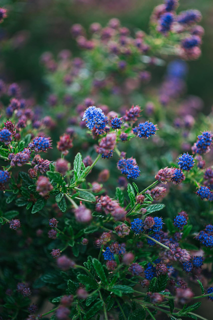 Prusznik Skylark Ceanothus P9
