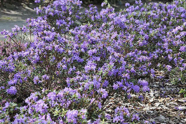 Różanecznik Blue Silver Rhododendron C1,5