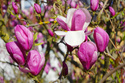 Magnolia Cameo PBR Magnolia C4