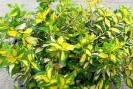 Trzmielina Fortune'a Sunspot Euonymus fortunei C2