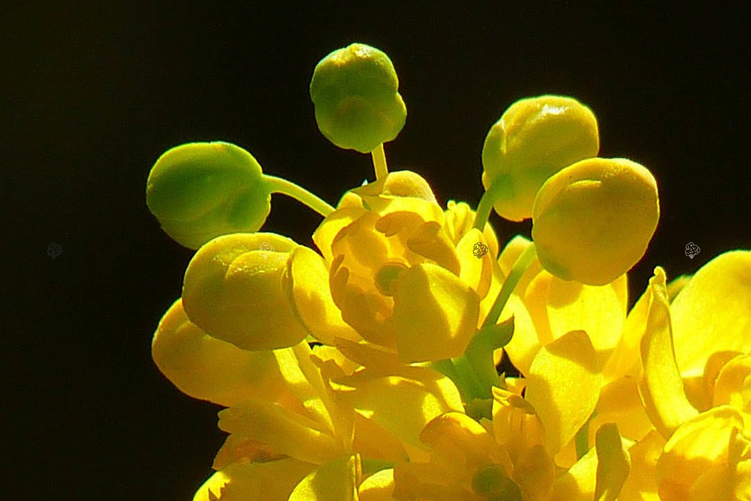 Mahonia pospolita Mahonia aquifolium C2