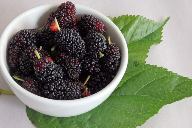 Morwa czarna Morus nigra P9