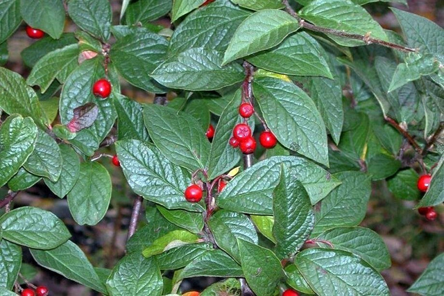 Irga pomarszczona Cotoneaster bullatus P9