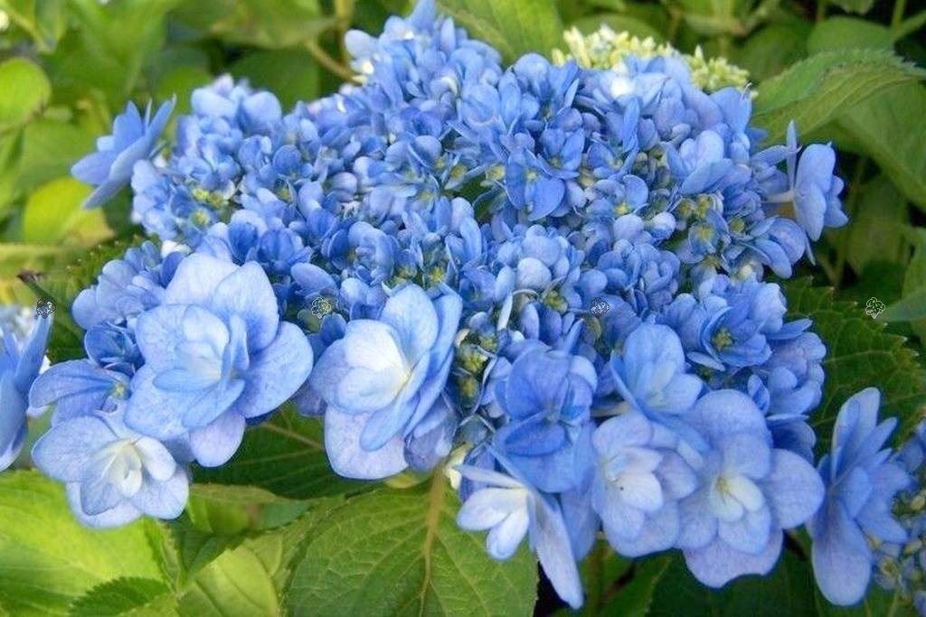 Hortensja ogrodowa You&Me Passion PBR Hydrangea macrophylla P9