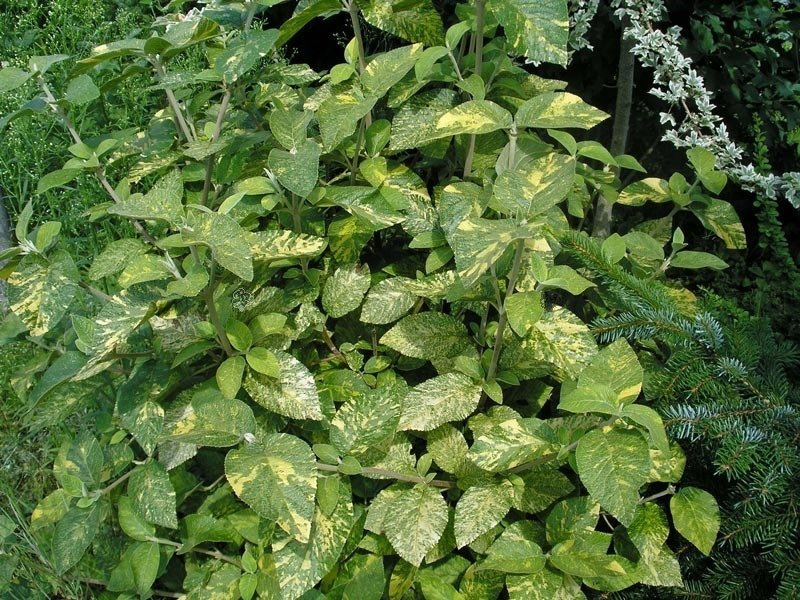 Kalina hordowina Aureovariegata Viburnum lantana P9