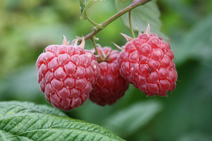 Malina Glen Ample Rubus idaeus C2