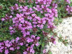 Macierzanka cytrynowa Doone Valley Thymus Citriodorus P9