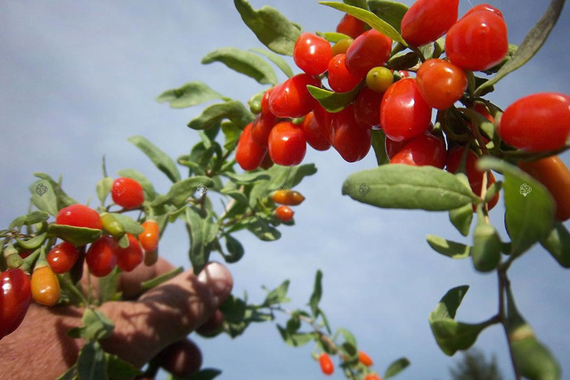 Kolcowój szkarłatny pospolity Lycium barbarum C2