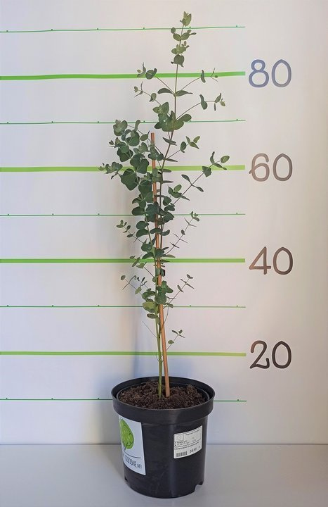 Eukaliptus górski Eucalyptus gunnii C2