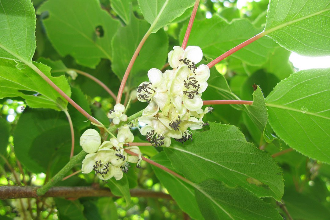 Aktinidia Mini kiwi Issai Actinidia arguta C2