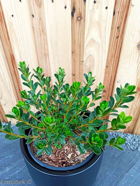Azalia japońska Rosebud Rhododendron obtusum C2