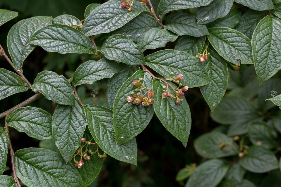 Irga pomarszczona Cotoneaster bullatus P9