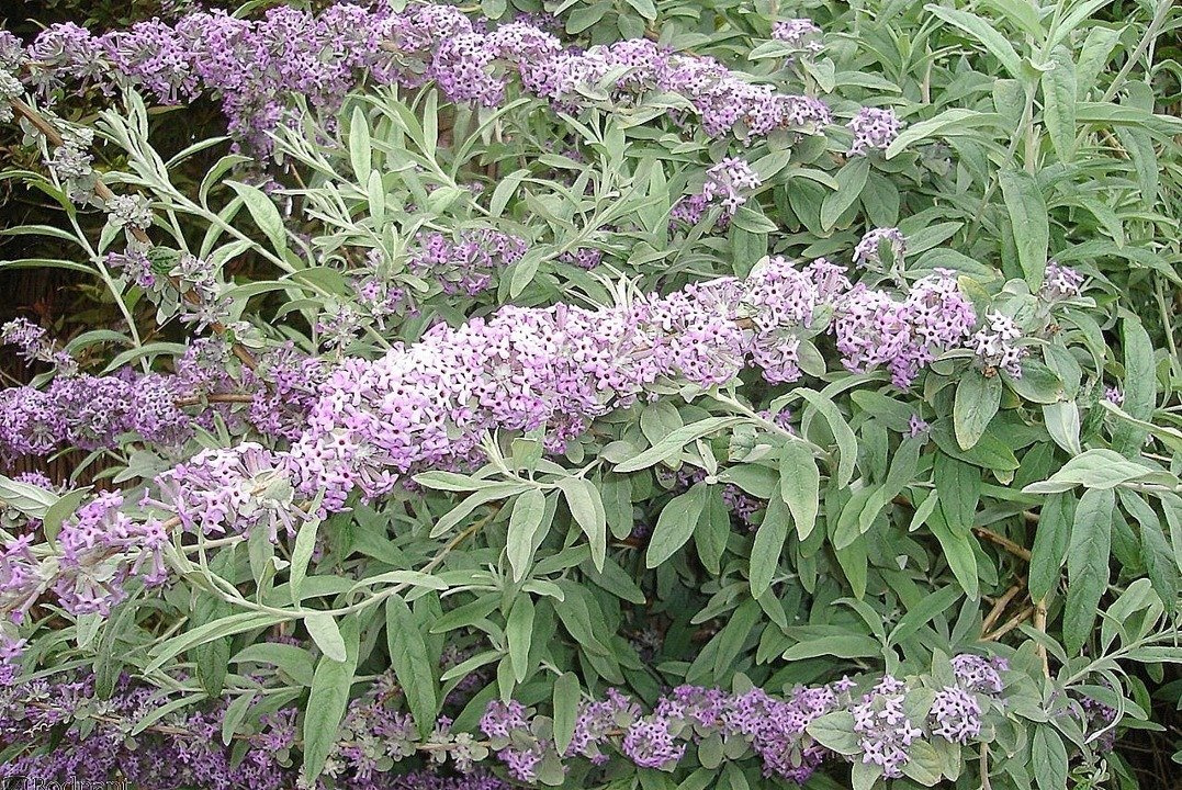 Budleja skrętolistna Buddleja alternifolia P9
