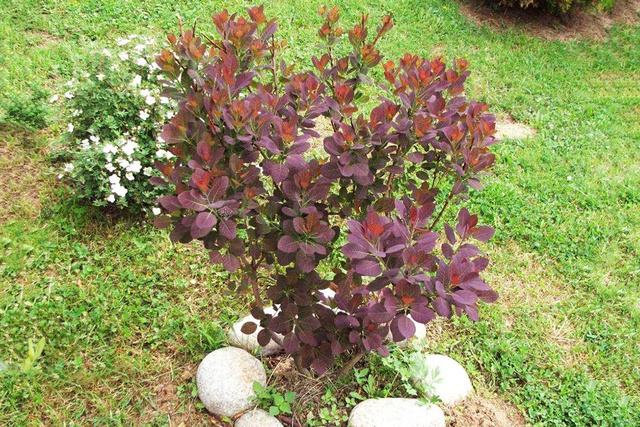 Perukowiec podolski Royal Purple Cotinus coggygria C2