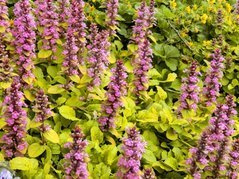 Dąbrówka rozłogowa Gold Chang Ajuga reptans C3