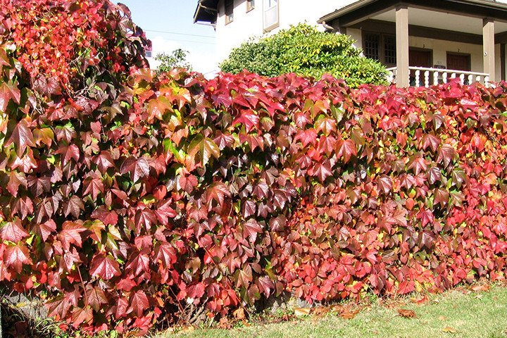 Winobluszcz trójklapowy Parthenocissus tricuspidata C2