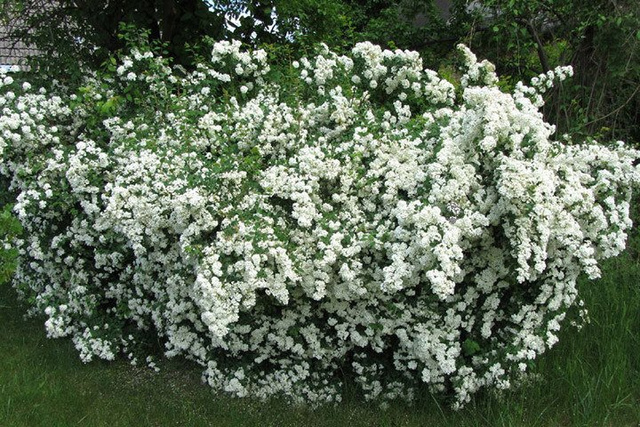 Tawuła van Houtte'a Spiraea vanhouttei C3