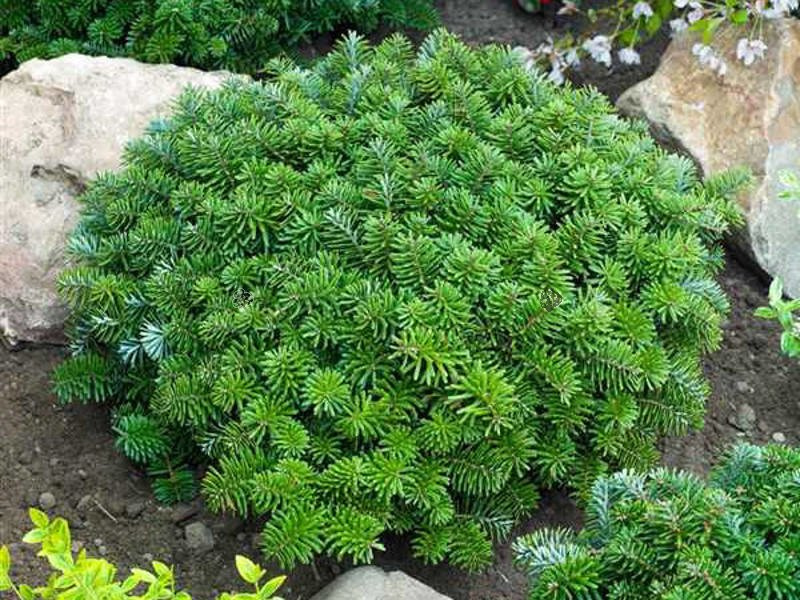 Jodła koreańska Dark Hill Abies koreana C2