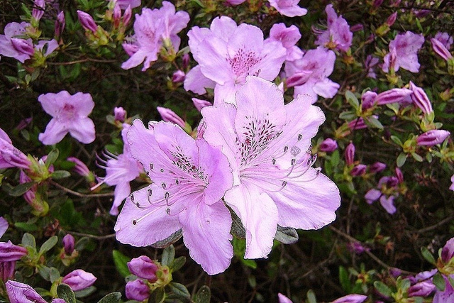 Azalia japońska Ledikanense Rhododendron obtusum C2