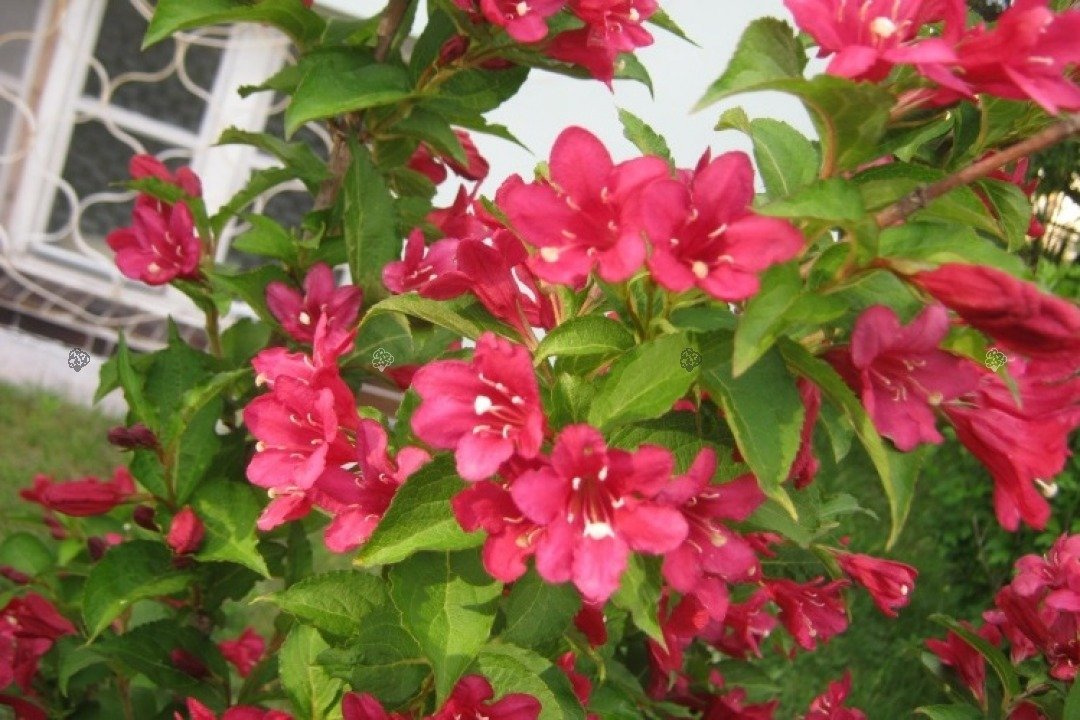 Krzewuszka cudowna Lucifer Weigela florida C2