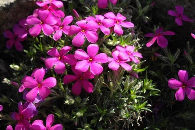 Floks Douglasa Crackerjack Phlox douglasii C1