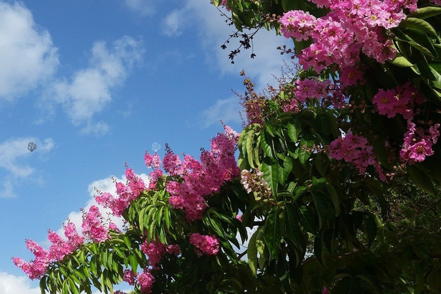 Lagerstroemia indyjska fioletowa Lagerstroemia indica C2