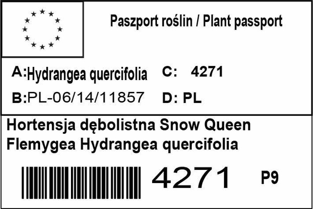 Hortensja dębolistna Snow Queen Flemygea Hydrangea quercifolia C2