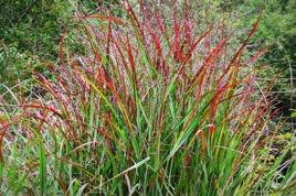 Proso rózgowate Shenandoah Panicum virgatum P9