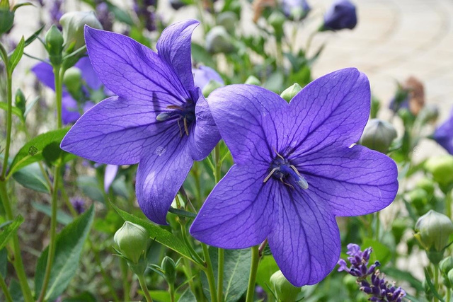 Dzwonek brzoskwiniolistny Highcliffe Variety Campanula latiloba C3