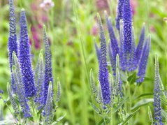 Przetacznik długolistny Marietta Veronica longifolia P13