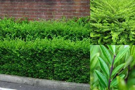 Suchodrzew Chiński Lonicera pileata P9