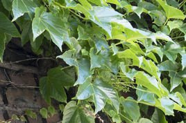 Winobluszcz trójklapowy Veitchii Parthenocissus tricuspidata C5