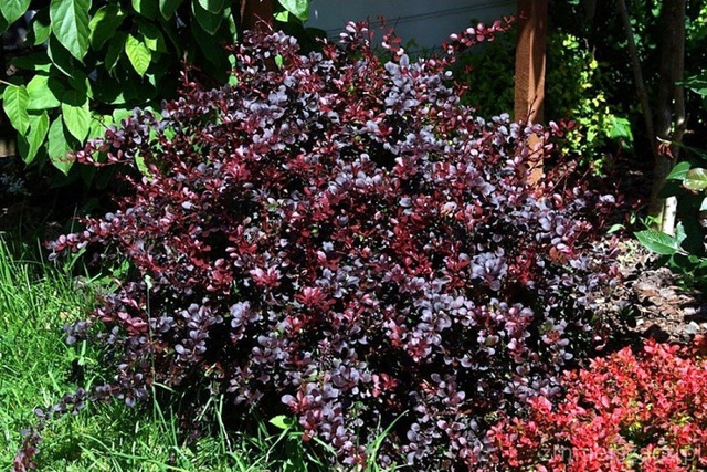 Berberys Thunberga Dart's Red Lady Berberis thunbergii C2