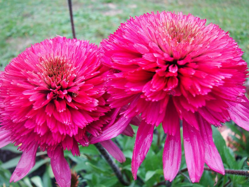Jeżówka Southern Belle PBR Echinacea C2