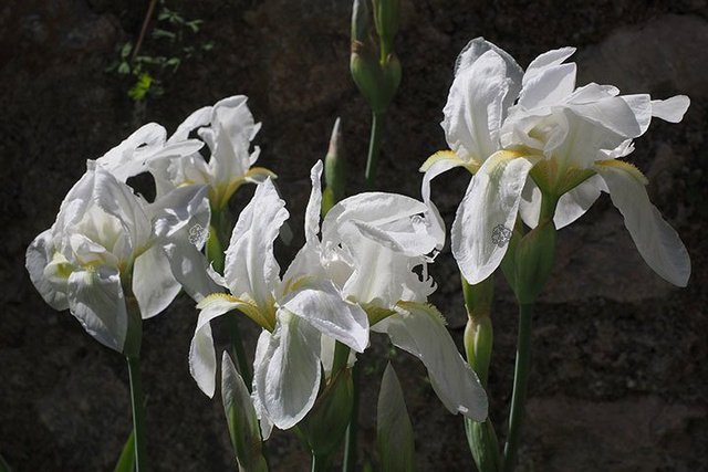Kosaciec syberyjski Weiss Iris sibirica P9