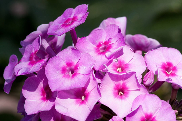 Floks wiechowaty Bright Eyes Phlox paniculata C3