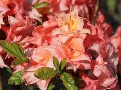 Azalia wielkokwiatowa Arista Rhododendron (Knaphill) C4