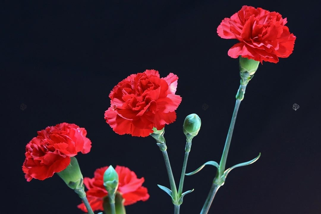 Goździk pierzasty David Dianthus plumarius C2
