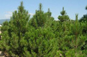 Sosna czarna austriacka Pinus nigra var.austriaca C3