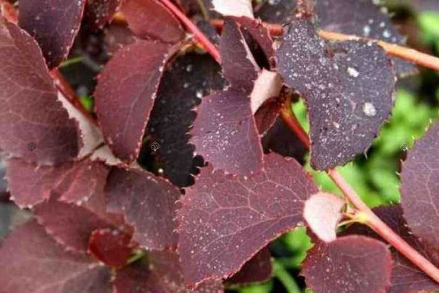 Berberys Mazurek Berberys chopinii P9